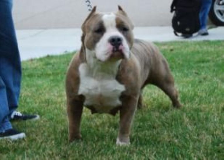 Dog Featured Image