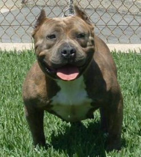 Dog Featured Image