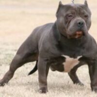I/S DE LA LOMA’S CHICO THE BULL*