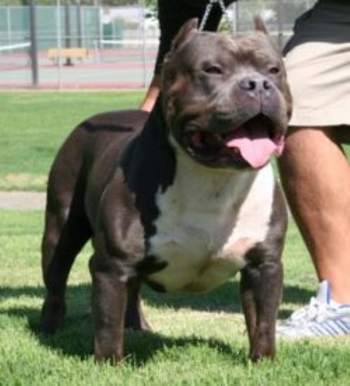 Dog Featured Image