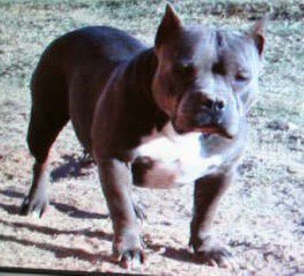 Dog Featured Image