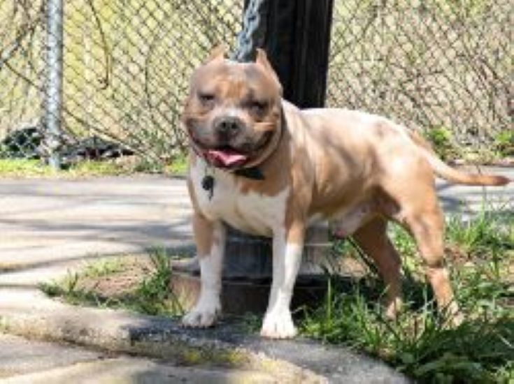 Dog Featured Image
