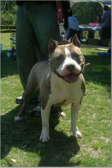 Dog Featured Image