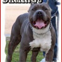 RAZOR’S EDGE LOCKJAWS/SKK DAMINGO
