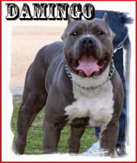 Dog Featured Image