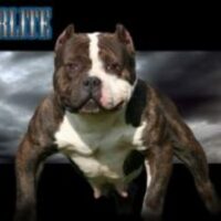 CALI KINGPINS STARLITE