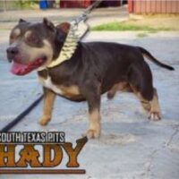 SOUTH TEXAS PITS SHADY