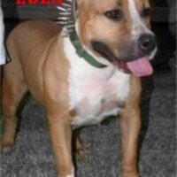 SOUTH TEXAS PITS LOLA