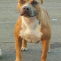AZTLAN’S BONNIE OF WOLFPACK