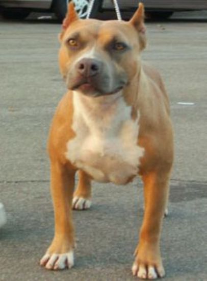 Dog Featured Image