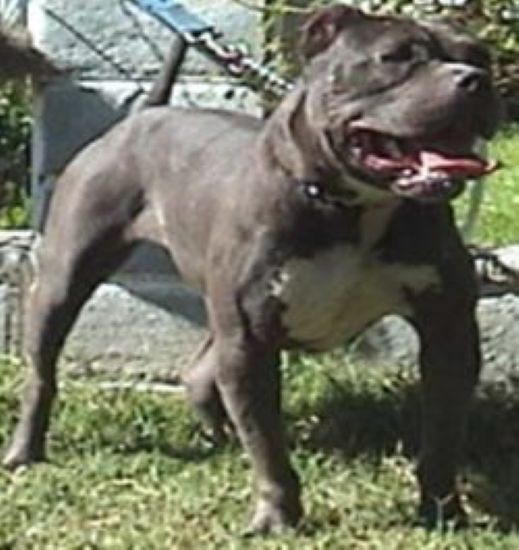 Dog Featured Image