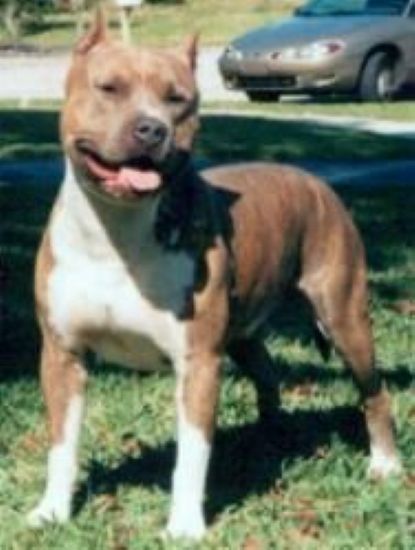 Dog Featured Image
