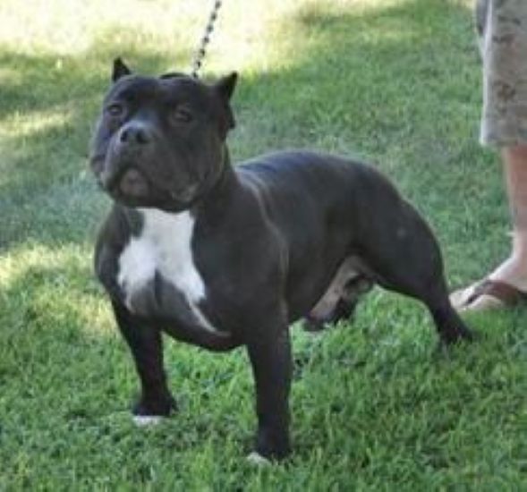 Dog Featured Image