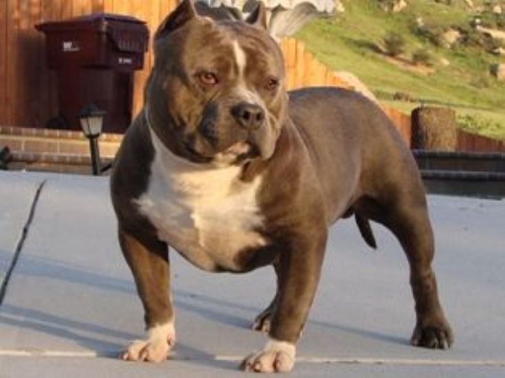 Dog Featured Image