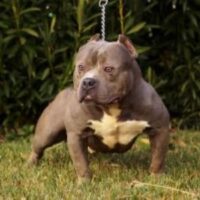 KINGPINLINE NINO BROWN