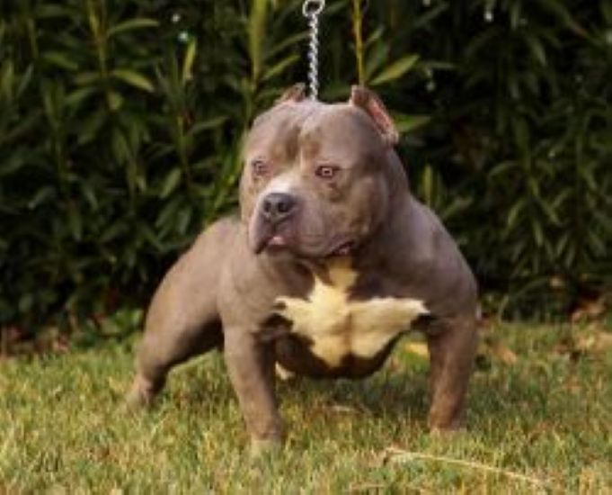 Dog Featured Image