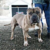 MADHOUSEBULLY’S ROSCOE