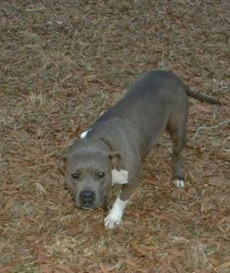 Dog Featured Image