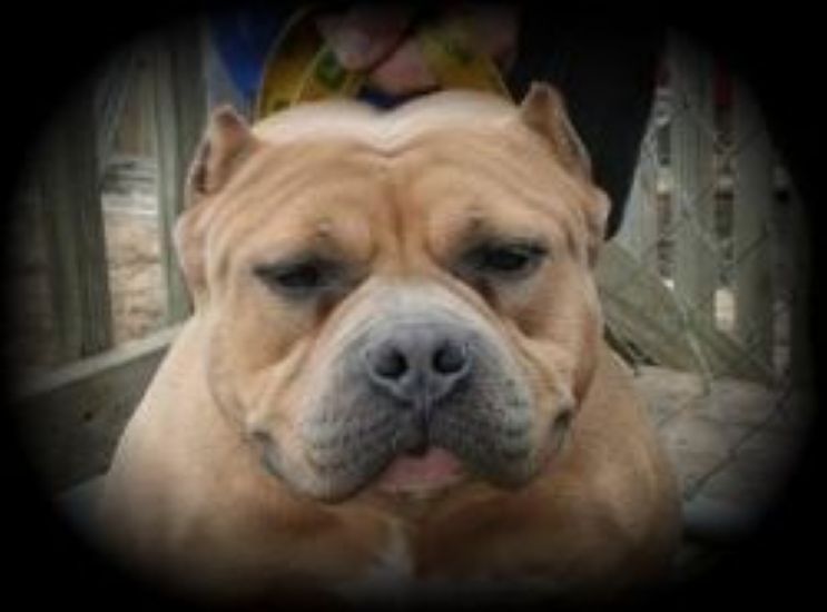 Dog Featured Image