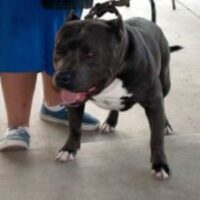 BLUELINE’S OSO