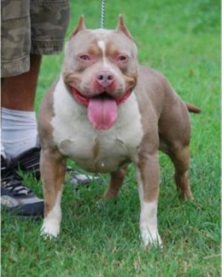 Dog Featured Image