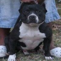 GOD’S ARES OF BIG BOY KENNELS