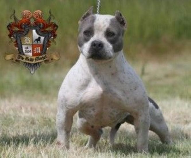 Dog Featured Image