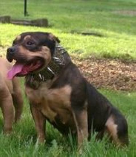 Dog Featured Image