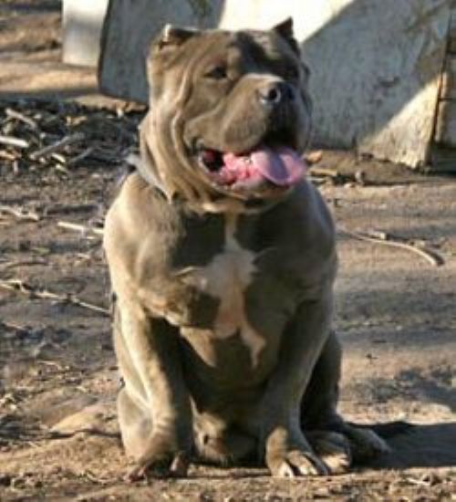 Dog Featured Image