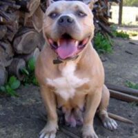 SHYSIE NITA BLUE CHAVEZ