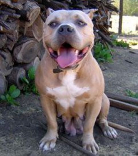 Dog Featured Image