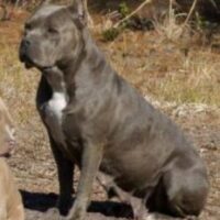 JOHNSON’S BLUE DIAMOND