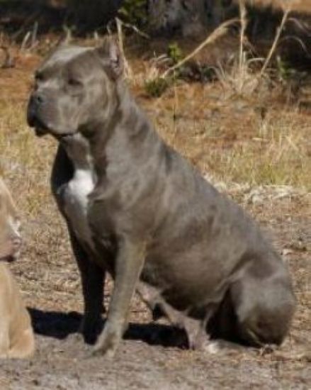 Dog Featured Image