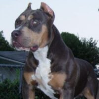 S.T.P. BREEDMASTER’S TRI-BULL