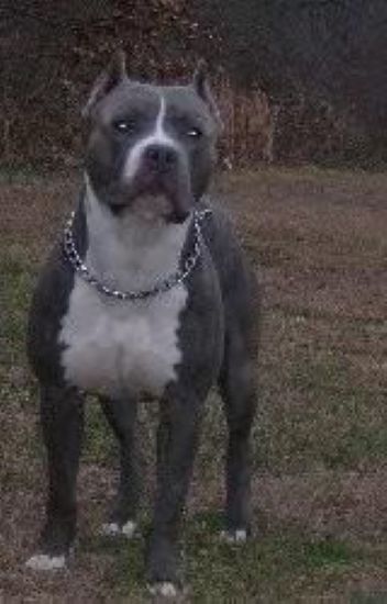 Dog Featured Image