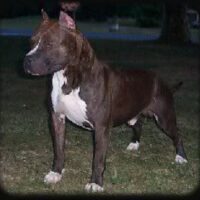 STRICK’S HIRED HITMAN OF DELAWARE