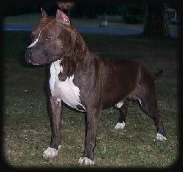 Dog Featured Image