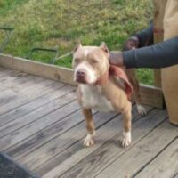 DELANO’S SHINING JEWEL