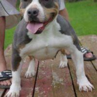 BREEDMASTER’S SHYANNE OF R&K’S