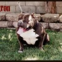 831 BULLIEZ PATRON