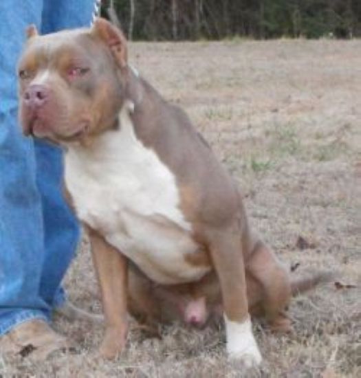 Dog Featured Image
