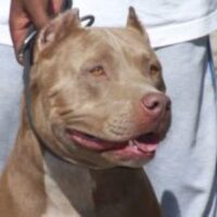 SMITH’S BUSTER LOVIS
