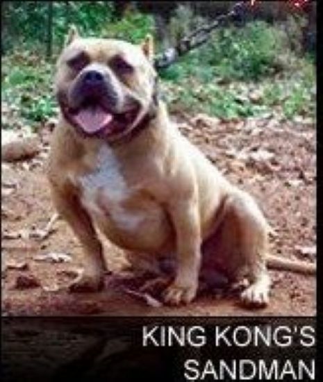 Dog Featured Image