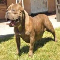 TOPEDGEKENNELS CHAPO*