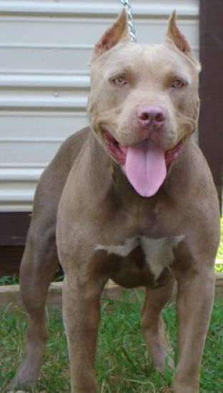 Dog Featured Image