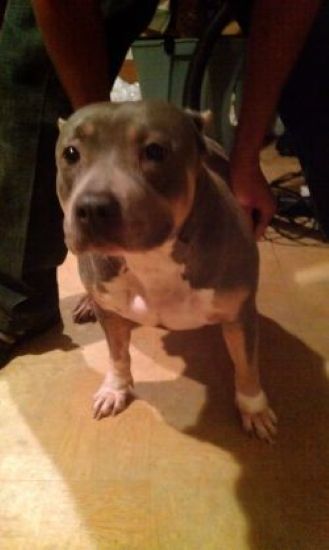 Dog Featured Image