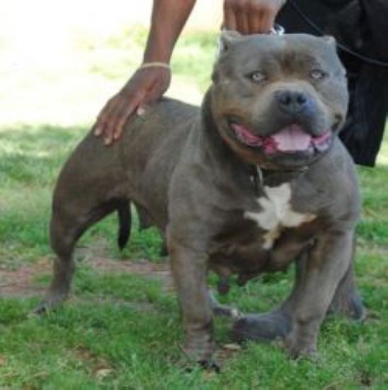 Dog Featured Image