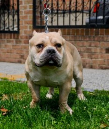 Dog Featured Image