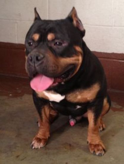 Dog Featured Image