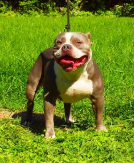 Dog Featured Image